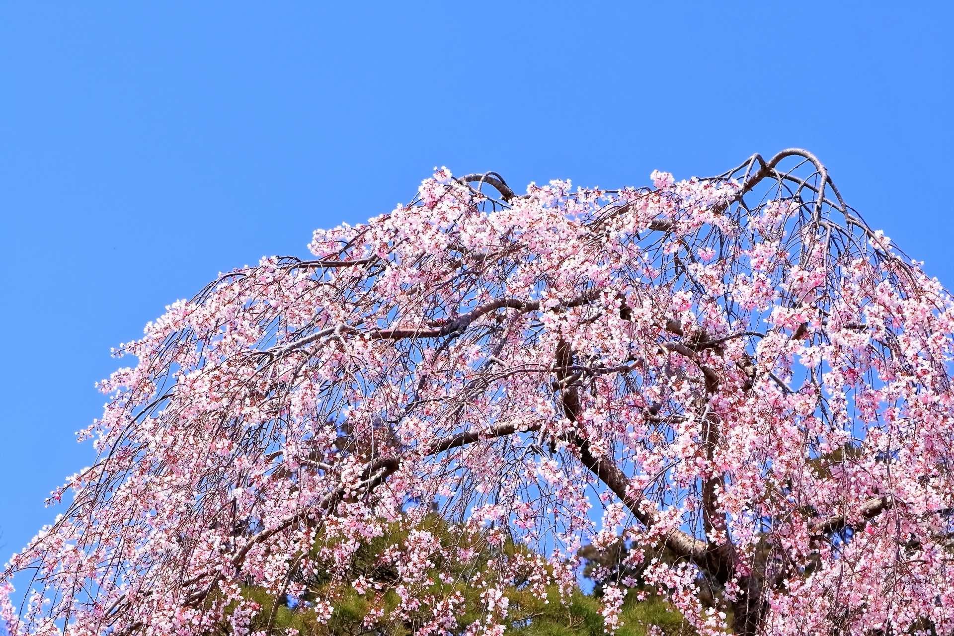 「住み慣れたわが家で過ごしたい、家族と一緒にいたい」気持ちをかなえたい。